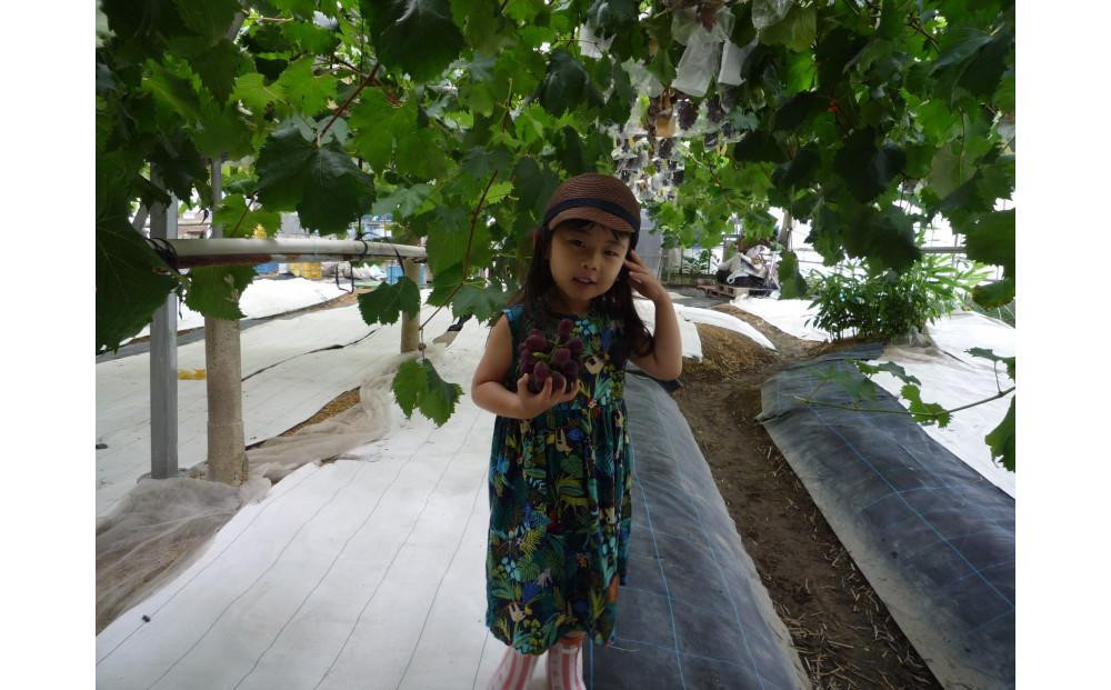 ＜2026年 先行予約8月中旬発送＞【貝塚市産】特選ブラックビート1房入り 700g以上