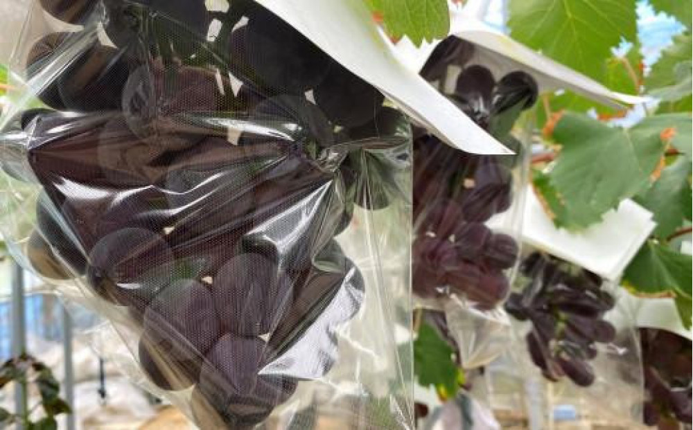 ＜2026年 先行予約8月中旬発送＞【貝塚市産】特選ブラックビート1房入り 700g以上