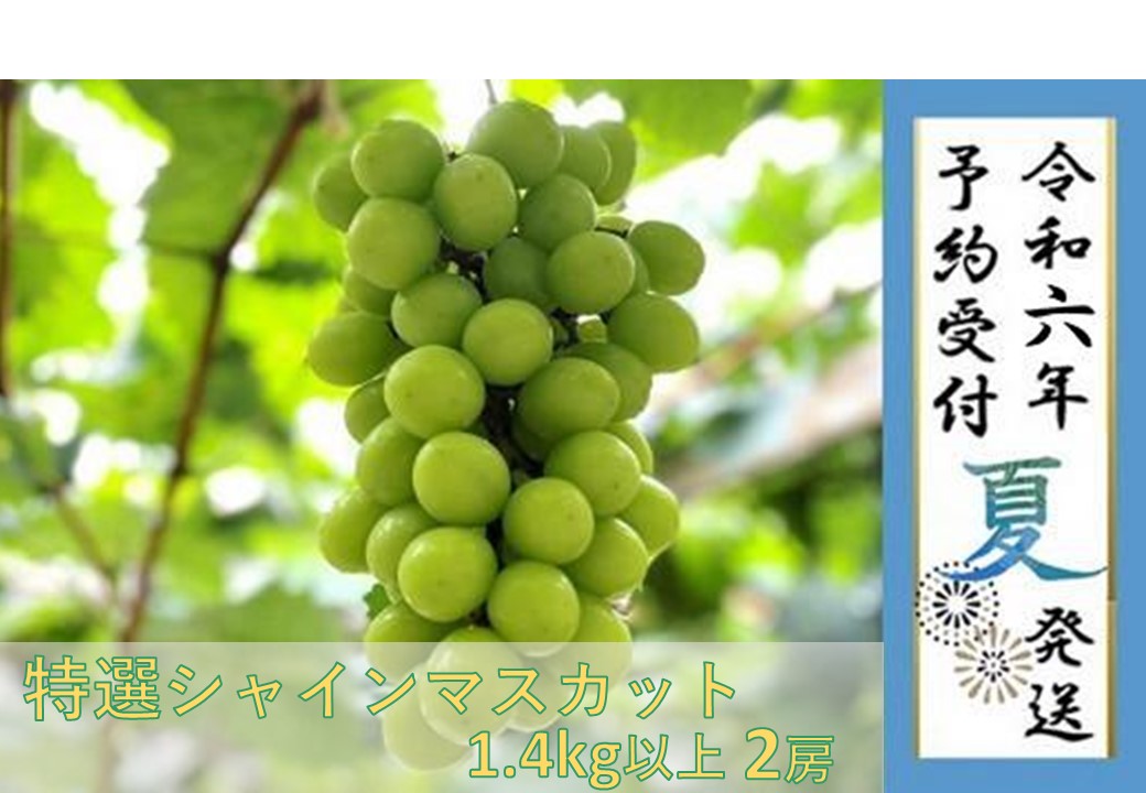 【貝塚市産】特選シャインマスカット２房入り 1.4kg以上　2025年8月より発送