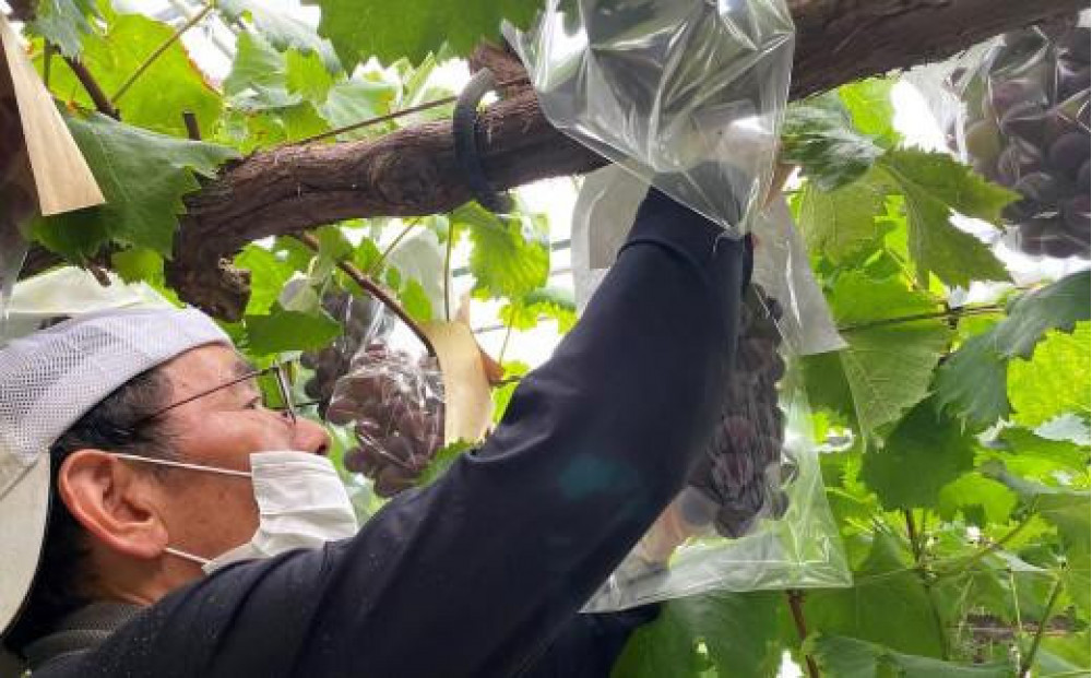 ＜2026年 先行予約8月中旬発送＞【貝塚市産】特選ブラックビート1房入り 700g以上