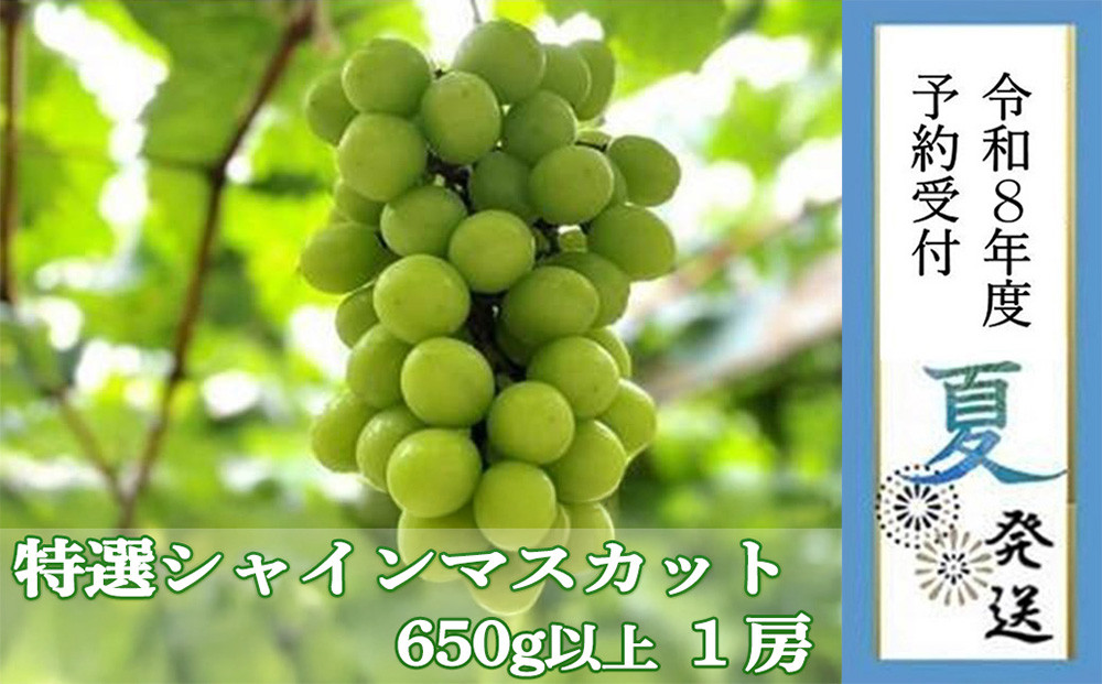 ＜2026年 先行予約8月中旬発送＞【貝塚市産】特選シャインマスカット 650g以上