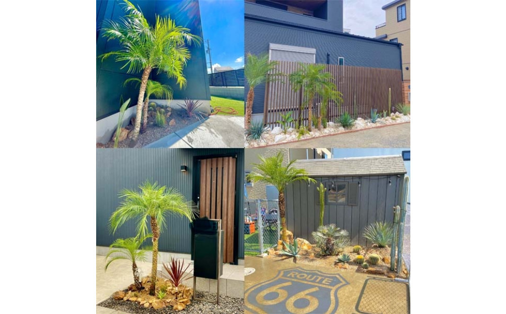 【130～150cm】ヤシの木1本 フェニックス・ロべレニー ロべヤシ