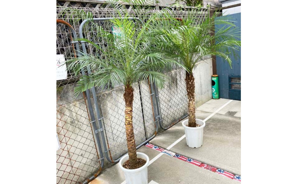 縲190ス210cm縲代Ζ繧キ縺ョ譛ィ1譛ャ 繝輔ぉ繝九ャ繧ッ繧ケ繝サ繝ュ縺ケ繝ャ繝九シ 繝ュ縺ケ繝、繧キ