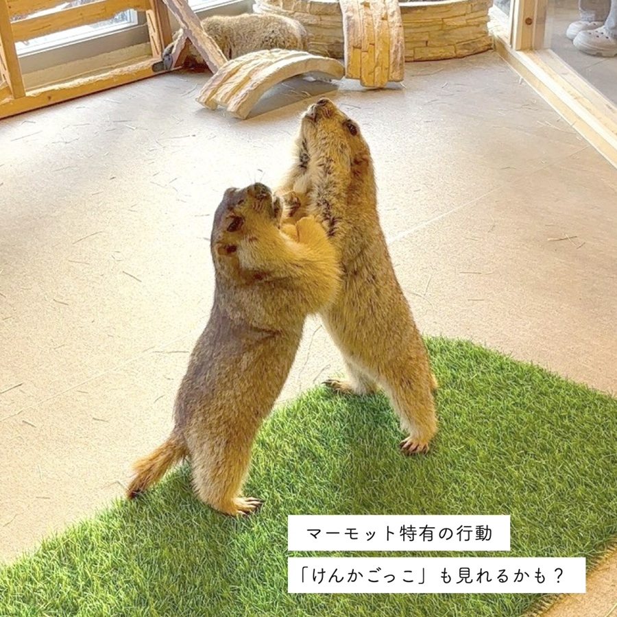マーモット村大阪 体験チケット (満喫プラン ワンドリンク＆お土産付き)｜カフェ 体験 動物 アニマルカフェ [2609]
