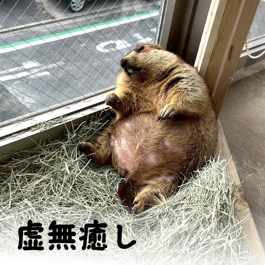 マーモット村大阪 体験チケット (満喫プラン ワンドリンク＆お土産付き)｜カフェ 体験 動物 アニマルカフェ [2609]