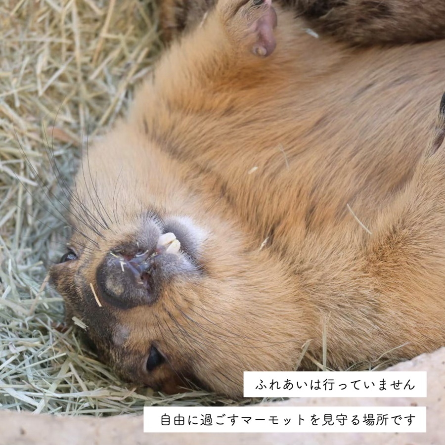 マーモット村大阪 体験チケット (満喫プラン ワンドリンク＆お土産付き)｜カフェ 体験 動物 アニマルカフェ [2609]