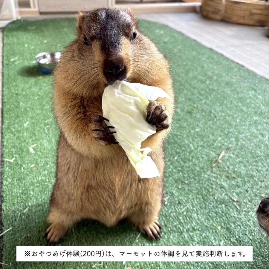 マーモット村大阪 体験チケット (満喫プラン ワンドリンク＆お土産付き)｜カフェ 体験 動物 アニマルカフェ [2609]