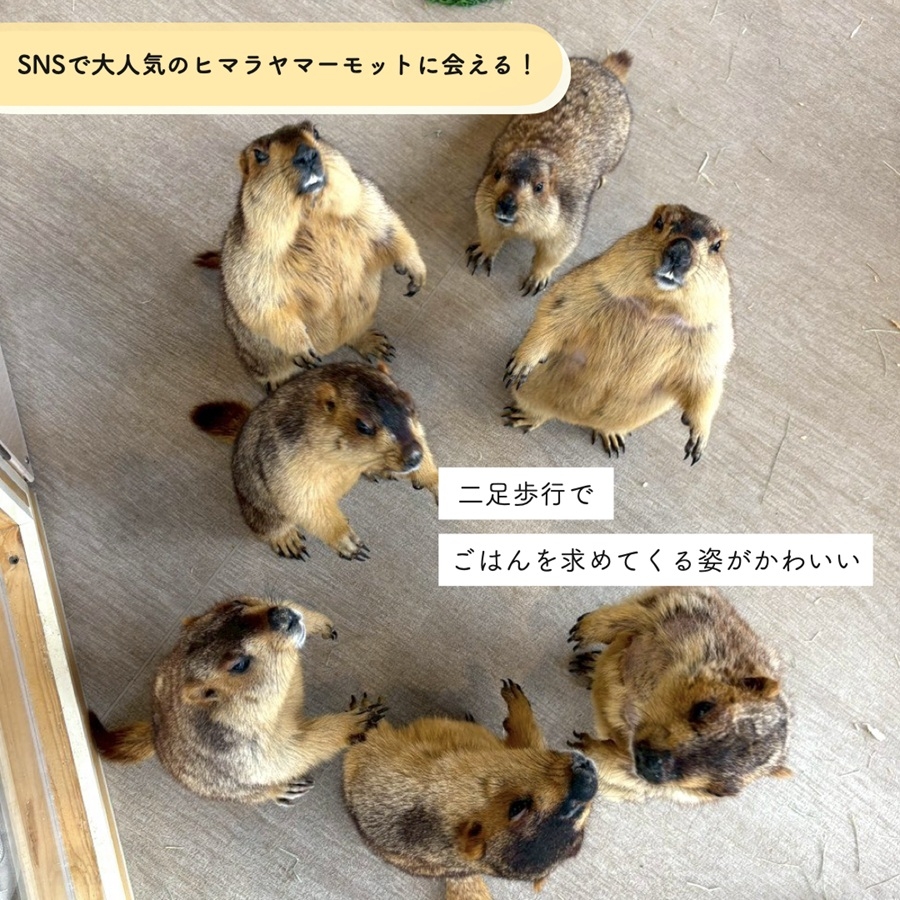 マーモット村大阪 体験チケット (満喫プラン ワンドリンク＆お土産付き)｜カフェ 体験 動物 アニマルカフェ [2609]