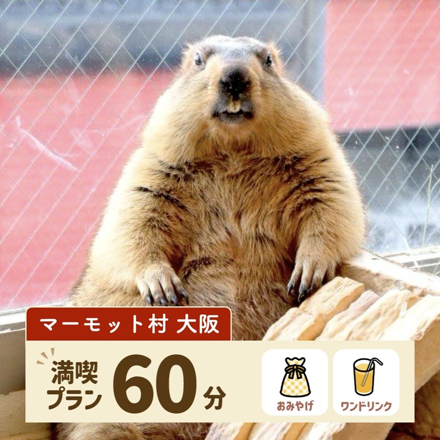 マーモット村大阪 体験チケット (満喫プラン ワンドリンク＆お土産付き)｜カフェ 体験 動物 アニマルカフェ [2609]