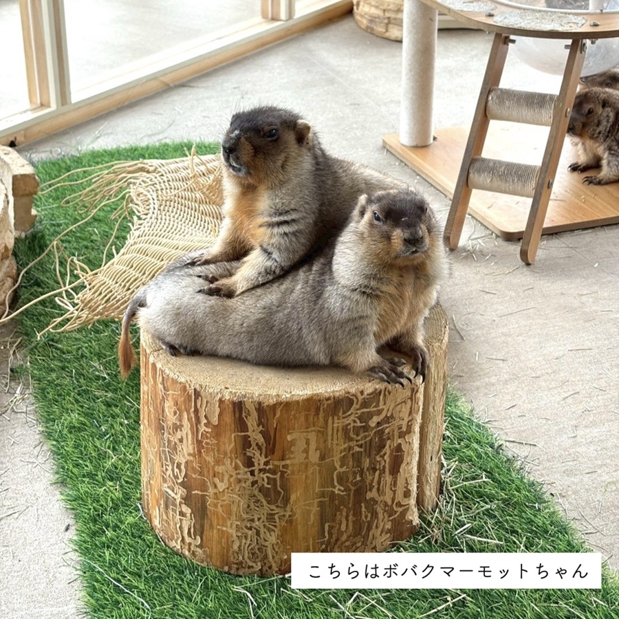 マーモット村大阪 体験チケット (満喫プラン ワンドリンク＆お土産付き)｜カフェ 体験 動物 アニマルカフェ [2609]
