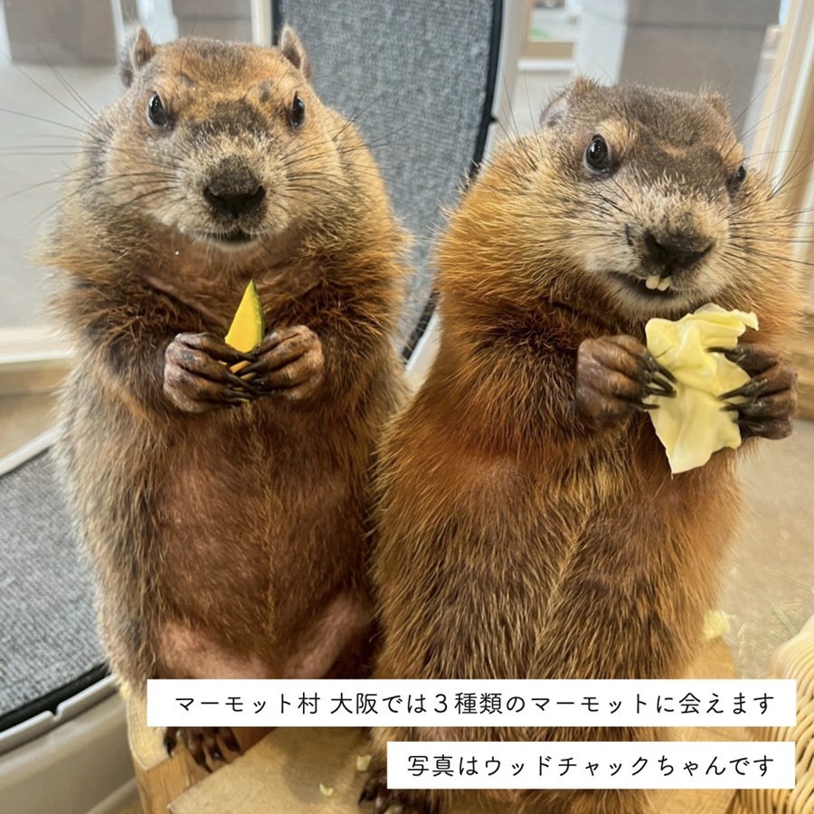 マーモット村大阪 体験チケット (満喫プラン ワンドリンク＆お土産付き)｜カフェ 体験 動物 アニマルカフェ [2609]