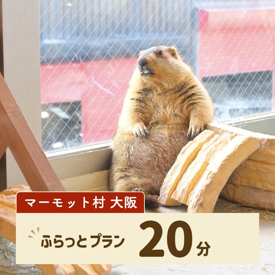 マーモット村大阪 体験チケット (ふらっとプラン)｜カフェ 体験 動物 アニマルカフェ [2608]