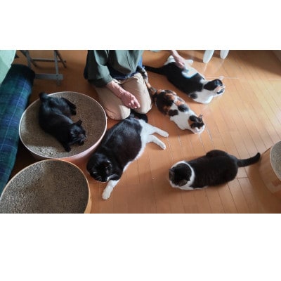 【保護猫ルームえびす】お世話体験または見学券【1642419】