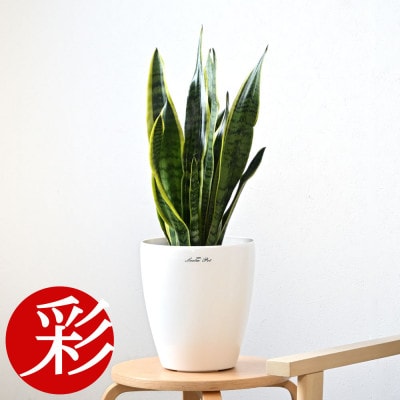 観葉植物 サンスベリア・ローレンティー6号鉢 ラスターポット(白)鉢カバー付き【配送不可地域：離島・沖縄県】【1707571】