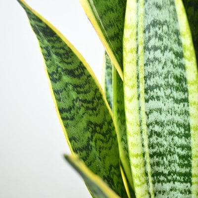 観葉植物 サンスベリア・ローレンティー 7号鉢(鉢カバーなし)【配送不可地域：離島・沖縄県】【1707580】