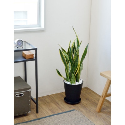 観葉植物 サンスベリア・ローレンティー 8号セラアート鉢 ブラック【配送不可地域：離島・沖縄県】【1707568】
