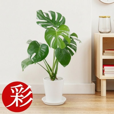 èŠ³èæ€ç© ã¢ã³ã¹ãã© 6å·ã»ã©ã¢ãŒãé¢ ãã¯ã€ããé
éäžå¯å°åïŒé¢å³¶ã»æ²çžçãã1707558ã