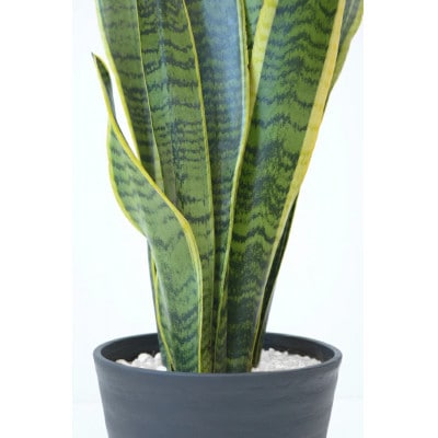 観葉植物 サンスベリア・ローレンティー 6号セラアート鉢 ホワイト【配送不可地域：離島・沖縄県】【1707560】