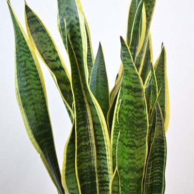 観葉植物 サンスベリア・ローレンティー 8号鉢 ラスターポット(白)鉢カバー付き【配送不可地域：離島・沖縄県】【1707583】