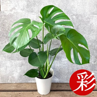 観葉植物 モンステラ 6号鉢(鉢カバーなし)【配送不可地域：離島・沖縄県】【1707574】