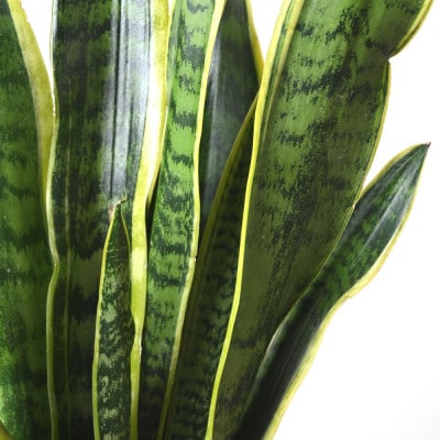 観葉植物 サンスベリア・ローレンティー 6号鉢(鉢カバーなし)【配送不可地域：離島・沖縄県】【1707575】