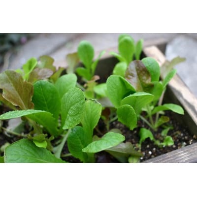 みどりのリボーン　菜園セット/レタス【1271260】