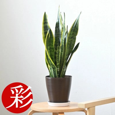 観葉植物 サンスベリア・ローレンティー 6号鉢(鉢カバーなし)【配送不可地域：離島・沖縄県】【1707575】
