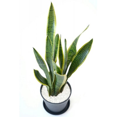 観葉植物 サンスベリア・ローレンティー 6号セラアート鉢 ホワイト【配送不可地域：離島・沖縄県】【1707560】