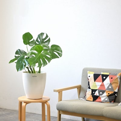 観葉植物 モンステラ 6号鉢 ラスターポット(白)鉢カバー付き【配送不可地域：離島・沖縄県】【1707570】