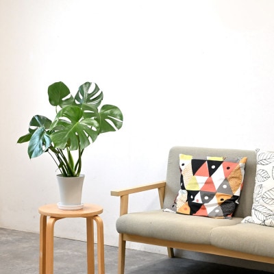 観葉植物 モンステラ 6号鉢(鉢カバーなし)【配送不可地域：離島・沖縄県】【1707574】