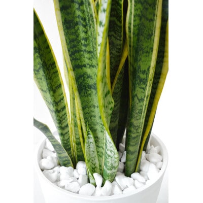 観葉植物 サンスベリア・ローレンティー 8号セラアート鉢 ホワイト【配送不可地域：離島・沖縄県】【1707569】