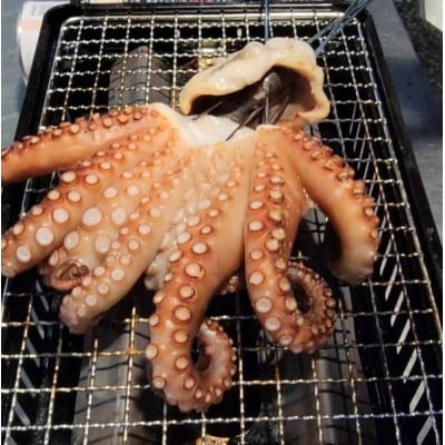 灰干しマダコ【配送不可地域：離島】【1686954】