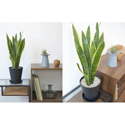 観葉植物 サンスベリア・ローレンティー 6号セラアート鉢 ブラック【配送不可地域：離島・沖縄県】【1707559】