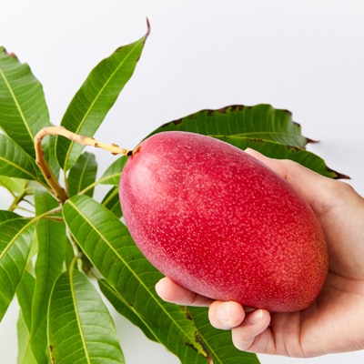 大阪茨木 小川農園の《贈答用》完熟マンゴー約700g〈2個入〉【R8年7月中旬発送開始】【配送不可地域：離島】【1231455】