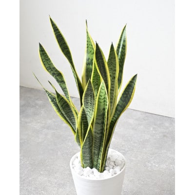 観葉植物 サンスベリア・ローレンティー 7号セラアート鉢 ホワイト【配送不可地域：離島・沖縄県】【1707565】