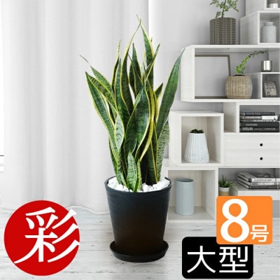 観葉植物 サンスベリア・ローレンティー 8号セラアート鉢 ブラック【配送不可地域：離島・沖縄県】【1707568】