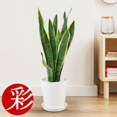 観葉植物 サンスベリア・ローレンティー 6号セラアート鉢 ホワイト【配送不可地域：離島・沖縄県】【1707560】