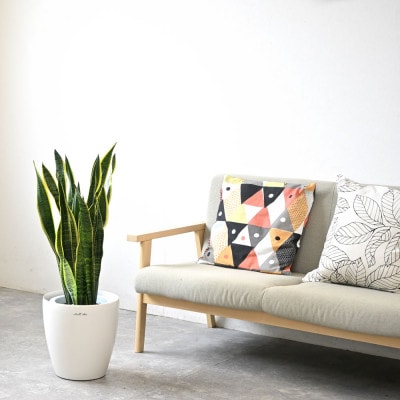 観葉植物 サンスベリア・ローレンティー 8号鉢 ラスターポット(白)鉢カバー付き【配送不可地域：離島・沖縄県】【1707583】