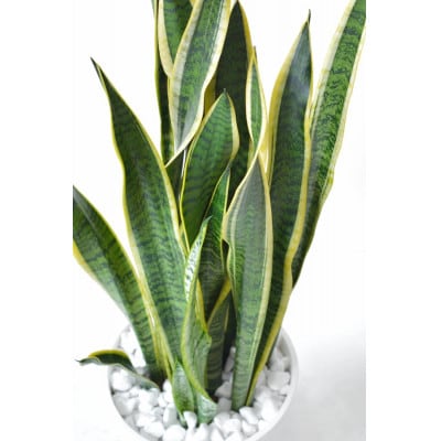 観葉植物 サンスベリア・ローレンティー 8号セラアート鉢 ホワイト【配送不可地域：離島・沖縄県】【1707569】