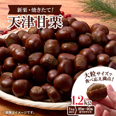 【1.2kg】新栗ビックサイズ!!焼きたて!!天津甘栗　大粒サイズ　期間限定でお届けします。【1510514】