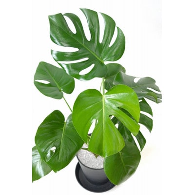 èŠ³èæ€ç© ã¢ã³ã¹ãã© 6å·ã»ã©ã¢ãŒãé¢ ãã©ãã¯ãé
éäžå¯å°åïŒé¢å³¶ã»æ²çžçãã1707555ã