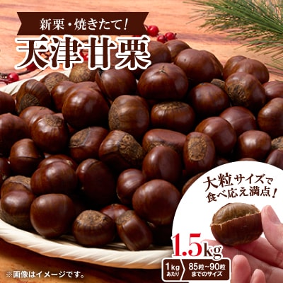 【1.5kg】新栗ビックサイズ!!焼きたて!!天津甘栗　大粒サイズ　期間限定でお届けします。【1510513】