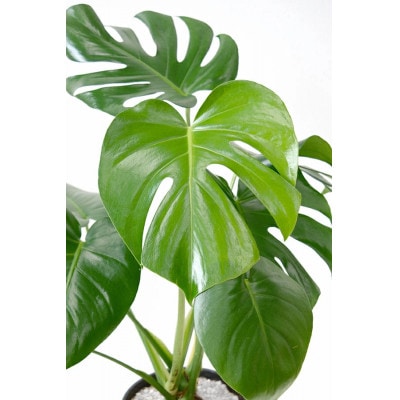 èŠ³èæ€ç© ã¢ã³ã¹ãã© 6å·ã»ã©ã¢ãŒãé¢ ãã¯ã€ããé
éäžå¯å°åïŒé¢å³¶ã»æ²çžçãã1707558ã