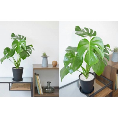 èŠ³èæ€ç© ã¢ã³ã¹ãã© 6å·ã»ã©ã¢ãŒãé¢ ãã¯ã€ããé
éäžå¯å°åïŒé¢å³¶ã»æ²çžçãã1707558ã