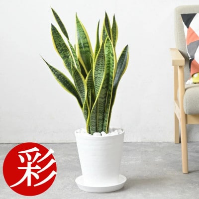 観葉植物 サンスベリア・ローレンティー 7号セラアート鉢 ホワイト【配送不可地域：離島・沖縄県】【1707565】