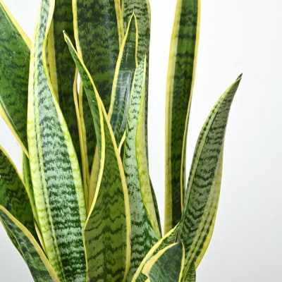 観葉植物 サンスベリア・ローレンティー 7号鉢(鉢カバーなし)【配送不可地域：離島・沖縄県】【1707580】