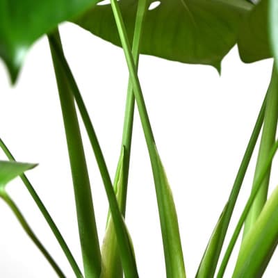 観葉植物 モンステラ 6号鉢 ラスターポット(白)鉢カバー付き【配送不可地域：離島・沖縄県】【1707570】