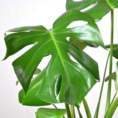 観葉植物 モンステラ 6号鉢 ラスターポット(白)鉢カバー付き【配送不可地域：離島・沖縄県】【1707570】