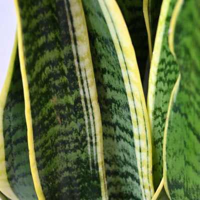 観葉植物 サンスベリア・ローレンティー 8号鉢(鉢カバーなし)【配送不可地域：離島・沖縄県】【1707582】