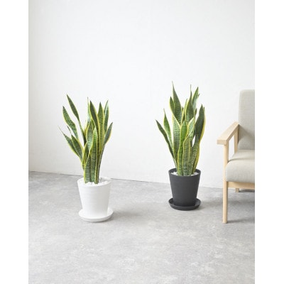 観葉植物 サンスベリア・ローレンティー 7号セラアート鉢 ブラック【配送不可地域：離島・沖縄県】【1707564】